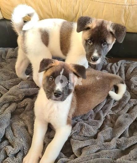 Whatsapp Me +966583921348 Akita Puppies 1