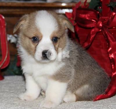 Whatsapp Me +966583921348  Welsh Corgi (Pembroke) Puppies