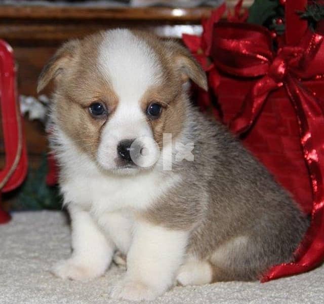 Whatsapp Me +966583921348  Welsh Corgi (Pembroke) Puppies 0