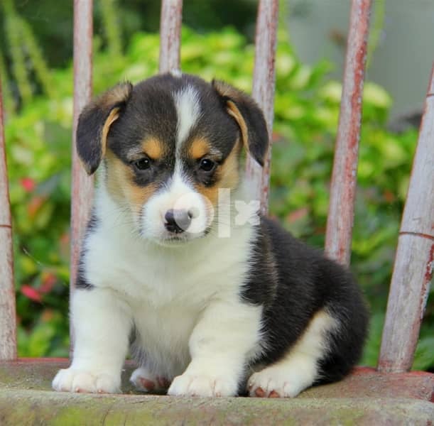 Whatsapp Me +966583921348  Welsh Corgi (Pembroke) Puppies 1