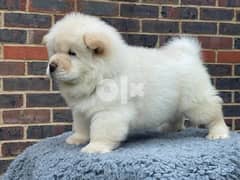 Whatsapp Me +966583921348 Chow Chow Puppies 0