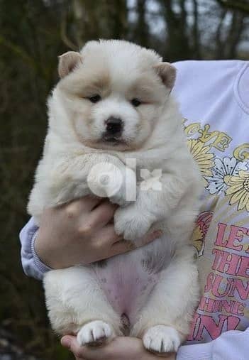 Whatsapp Me +966583921348 Chow Chow Puppies 1