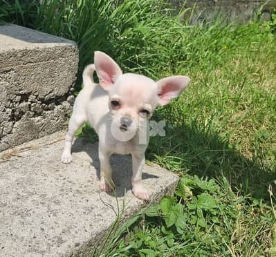 Chihuahua Puppies Whatsapp Me +966588993320