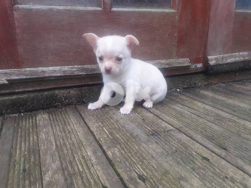 Chihuahua Puppies Whatsapp Me +966588993320 1