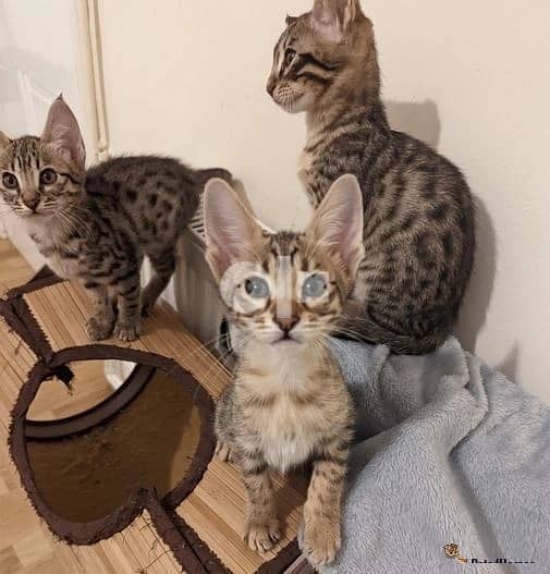 Whatsapp Me +966583921348 Savannah Kittens 1