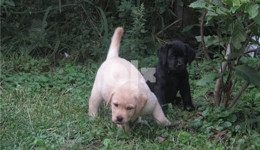 Whatsapp Me +972555074990 Labrador Puppies