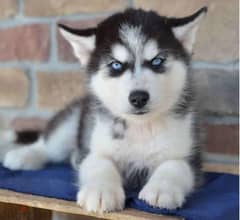 Purebred Siberian Husky Puppies Available