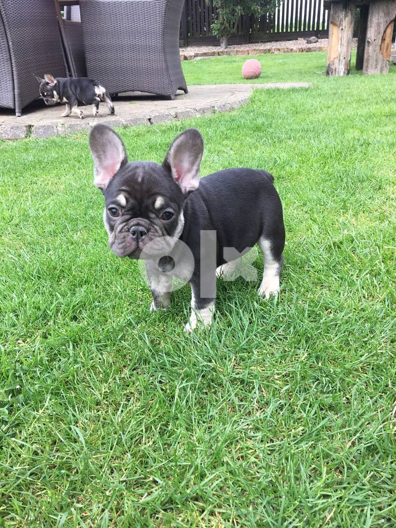 Frenchie Puppies  Whatsapp Me (+972 55507 4990) 1