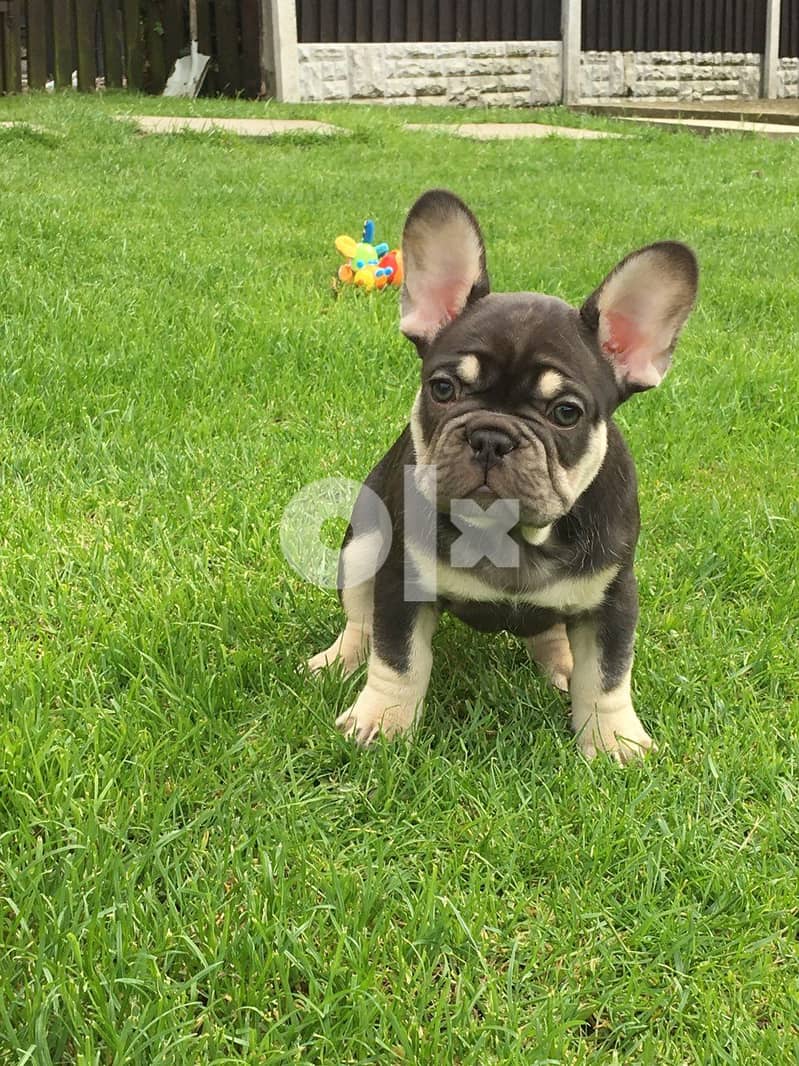 Frenchie Puppies  Whatsapp Me (+972 55507 4990) 0