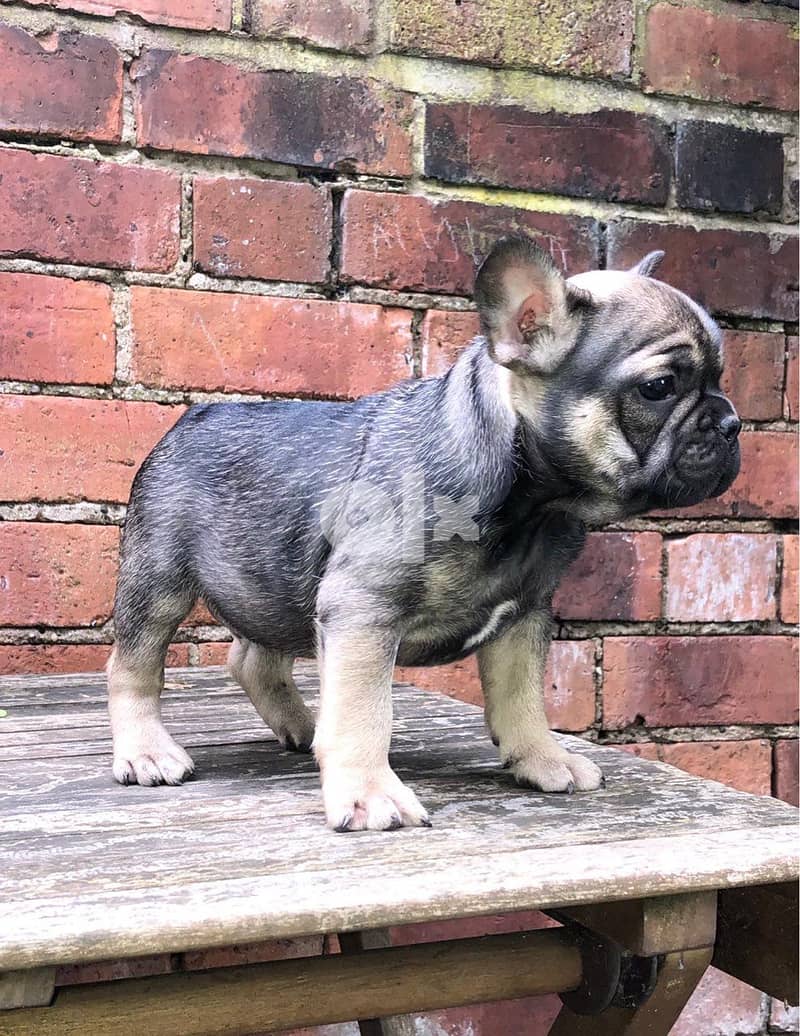 Whatsapp Me (+972 55507 4990) French bulldog Puppies 1