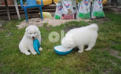 Samoyed Puppies Whatsapp Me (+972 55507 4990)