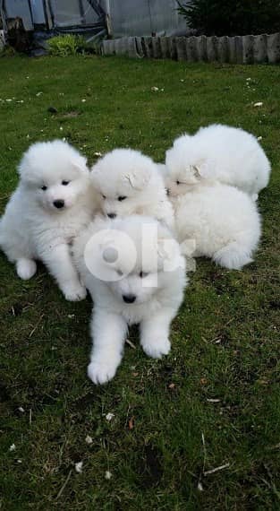Samoyed Puppies Whatsapp Me (+972 55507 4990) 1