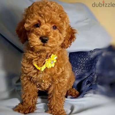 Red apricot toy poodle puppies