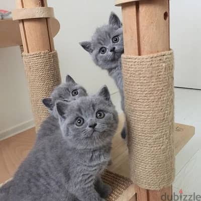 British short hair kittens