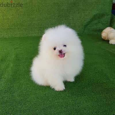 Pure pomeranian for sale