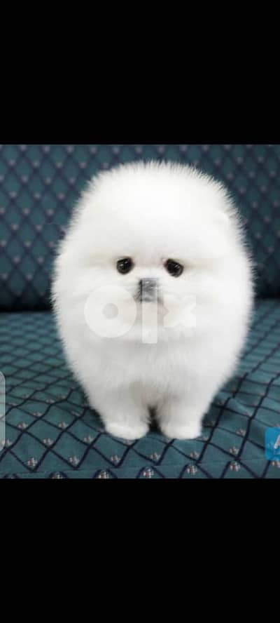 cute pomeranian// Whatsapp +971502618837