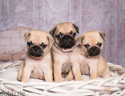 Fawn pug puppy's