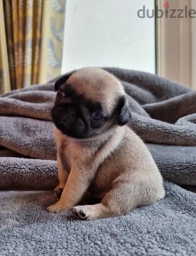 pug puppy available