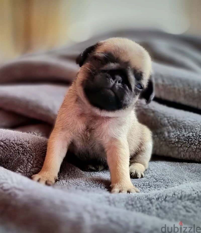 pug puppy available 1