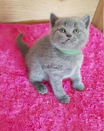 Scottish fold kittens for sale