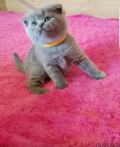 Scottish Fold Kittens