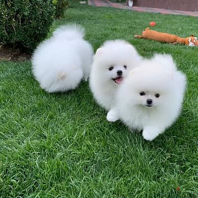 Pomeranian puppies for sale