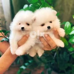 WhatsApp ‪+1,(484) 718,‑,9164‬ Pomeranian Puppies For Sale 0
