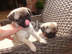 Pug Puppies For Sale 0