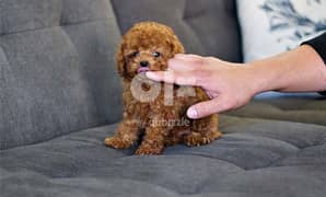 WhatsApp ‪+1,(909) 315,‑,3853-  Poodle puppies for sale
