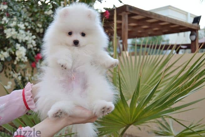 Pomeranian Puppies for sale 1