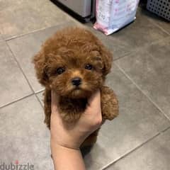 WhatsApp +1 (484)718‑9164‬. Pure poodle for sale 0