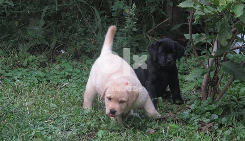 Whatsapp me (+972 55507 4990) Labrador Puppies 1