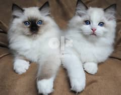 Whatsapp me (+966 57867 9674) Two Ragdoll Kittens 0