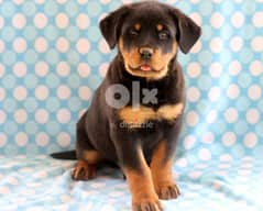 Quality Rottweiler Puppies Whatsapp Me (+966 58899 3320)