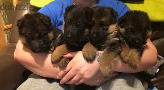 Quality German Shepherd puppies