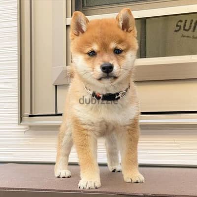 Adorable Shiba Inu puppies