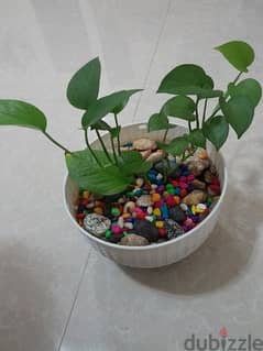 indore money plant, home delivery available,only muscat