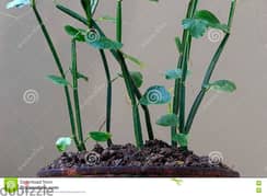 bone setter plant