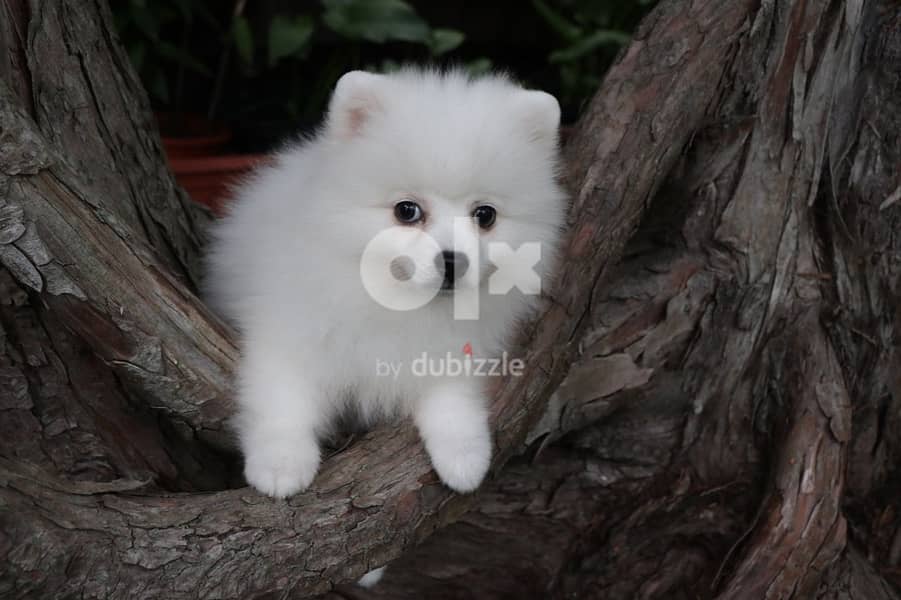 Whatsapp Me +972555074990 Sweet Pomeranian Puppies 1