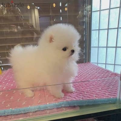 Teacup Pomeranian Puppy