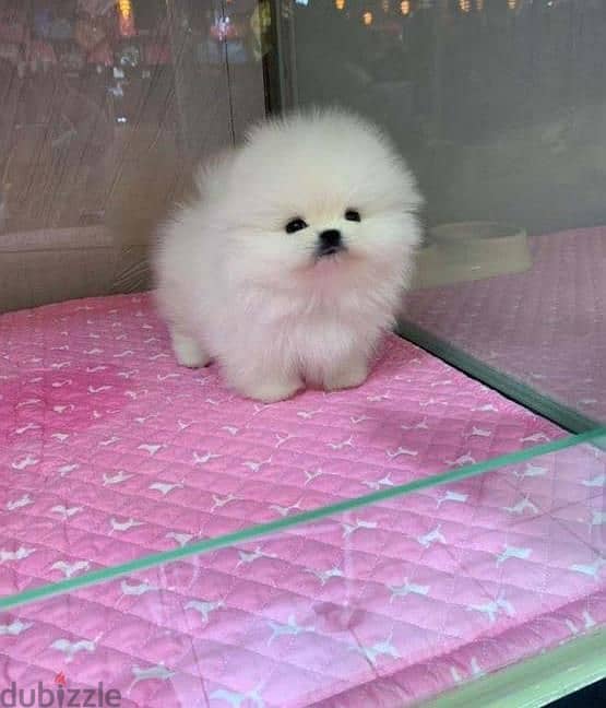 Teacup Pomeranian Puppy 1