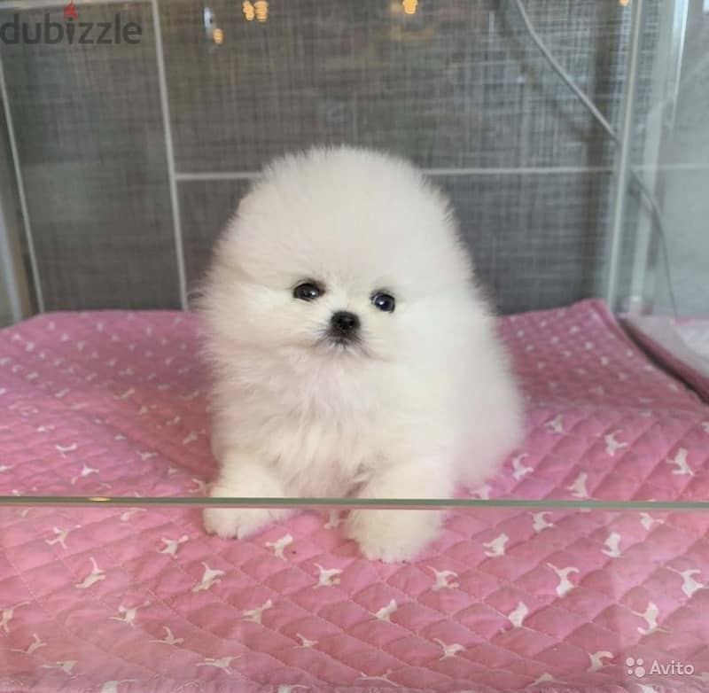 Teacup Pomeranian Puppy 3