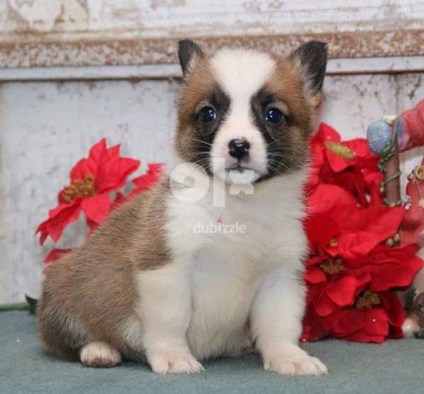 Whatsapp Me +966588993320 Pembroke Corgi Welsh Puppies 0