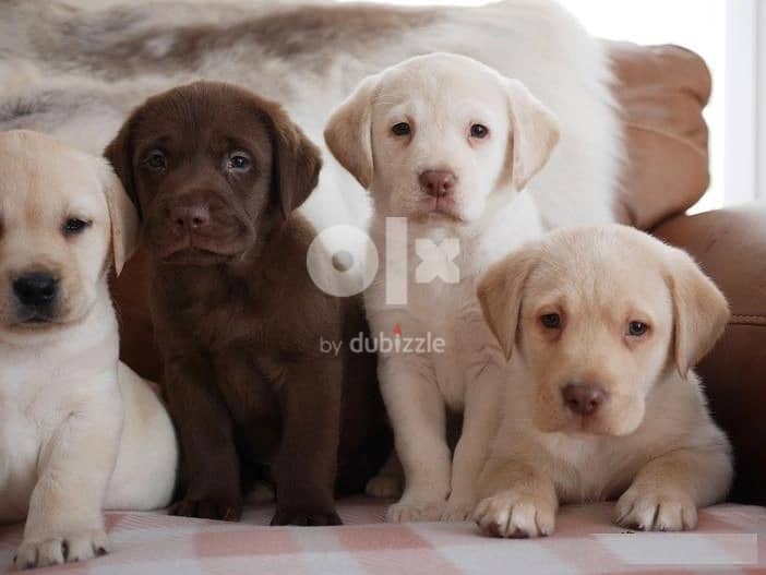 Whatsapp me (+972 55507 4990) Nice Labrador Puppies 1