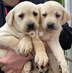 Whatsapp me (+972 55507 4990) Nice Labrador Puppies 0