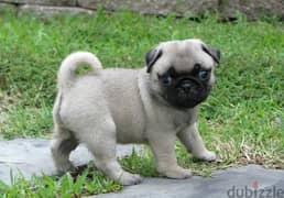 Whatsapp me (+420 7978 90369) Cute Pug Puppies 0