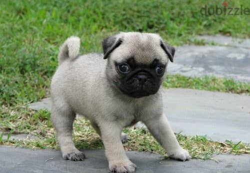 Whatsapp me (+420 7978 90369) Cute Pug Puppies 1