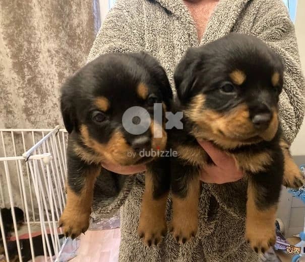 Whatsapp Me +966588993320 Rottweiler Puppies 0