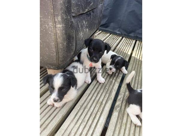 Gorgeous Jack Russell Puppies 0