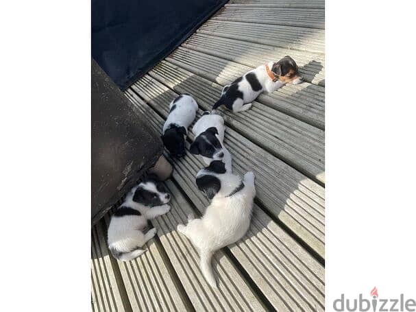 Gorgeous Jack Russell Puppies 1